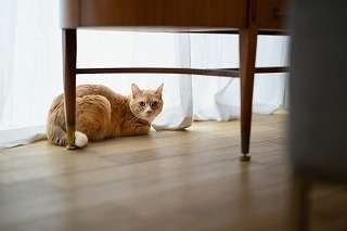 ペットに優しいリフォームで快適な空間をつくる実践アイデア集