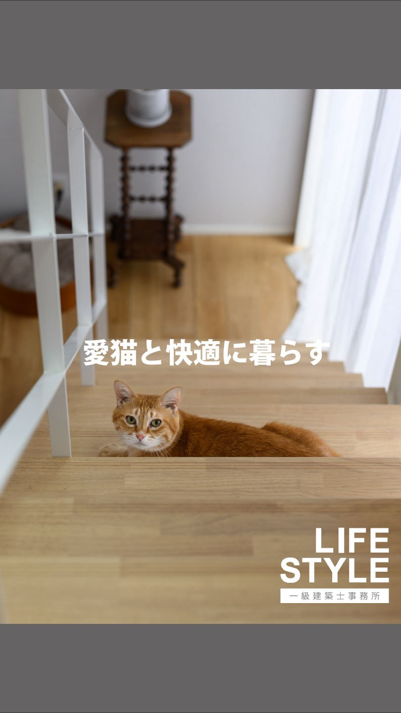 愛猫と快適に暮らす家、理想の暮らしを古賀市の一級建築士事務所...