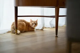 ペットに優しいリフォームで快適な空間をつくる実践アイデア集