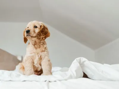 愛犬愛猫が喜ぶ住まい改修