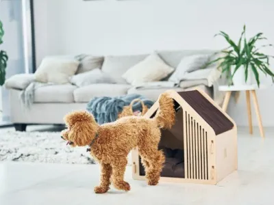 宗像市で叶える愛犬向けリフォームの全体像と費用を抑える予算術