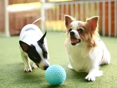 愛犬の習性を活かした住まい設計と快適性を高める最新アイデア