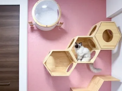 愛猫の習性を活かした室内レイアウト