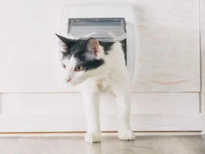 愛猫と家族の生活動線を最適化するポイント