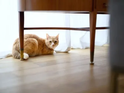 ペットと住むリフォームで愛犬猫と快適に暮らす快適空間作りの秘訣